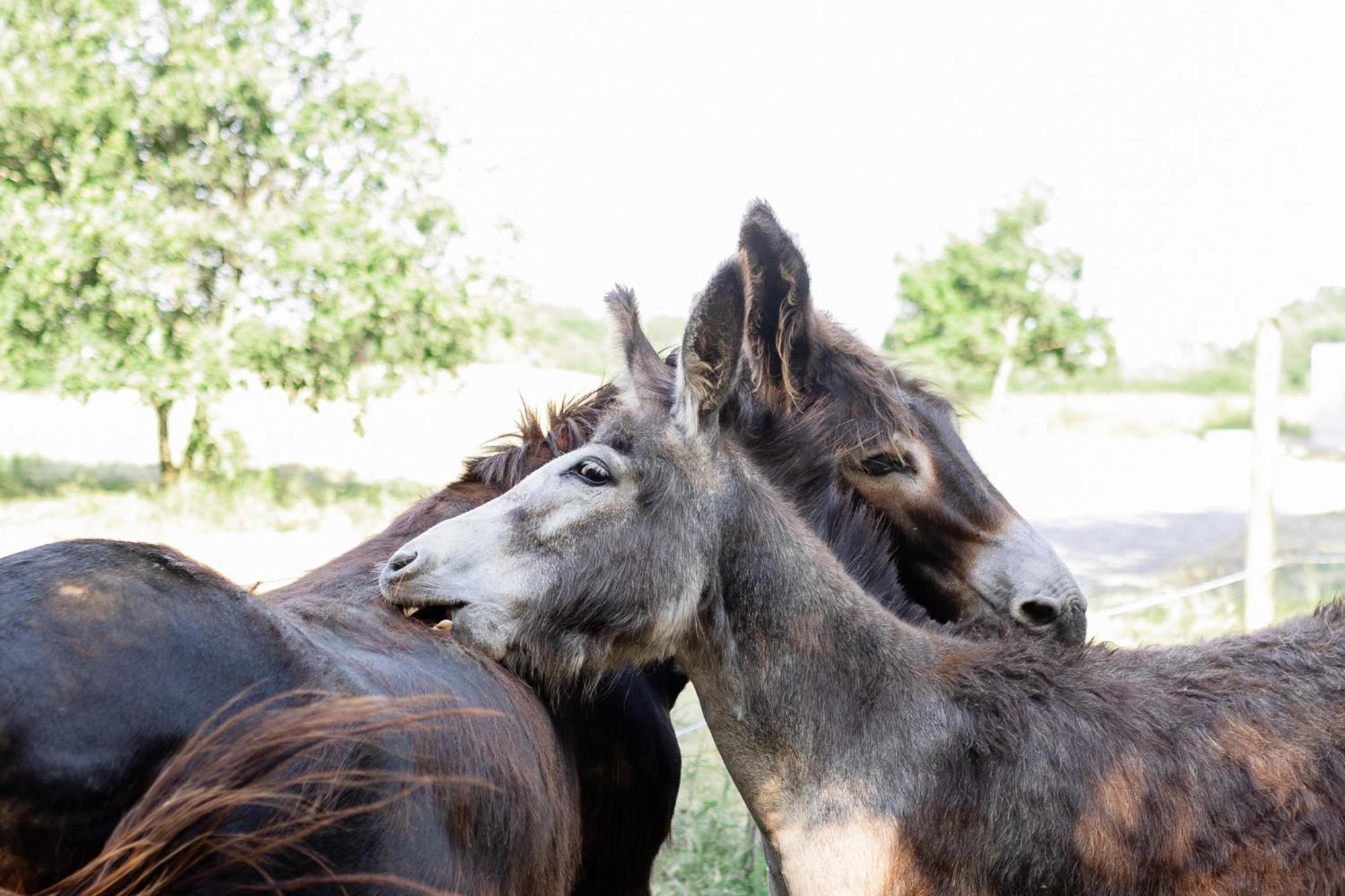 Dolce Et Cabane Berat المظهر الخارجي الصورة